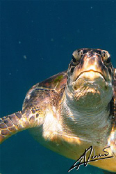 this turtle is always up for pictures! Every trip to Simi... by Adriano Trapani 